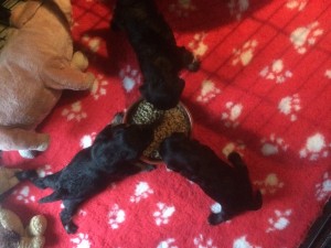 Olive - olly et ornella 1mois
