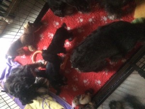 ines puppies 25_11_15