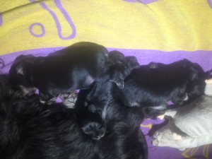 3puppies