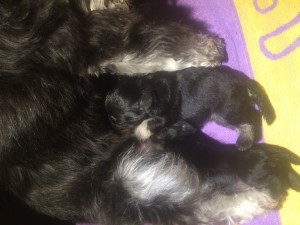 ine puppies 18 j bis