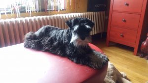 oda mae avant toilettage