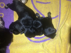 ines puppies