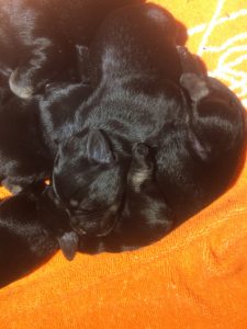 pup lois 3_3