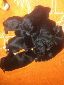 pup lois 4_4