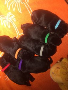 pup lois 5_5