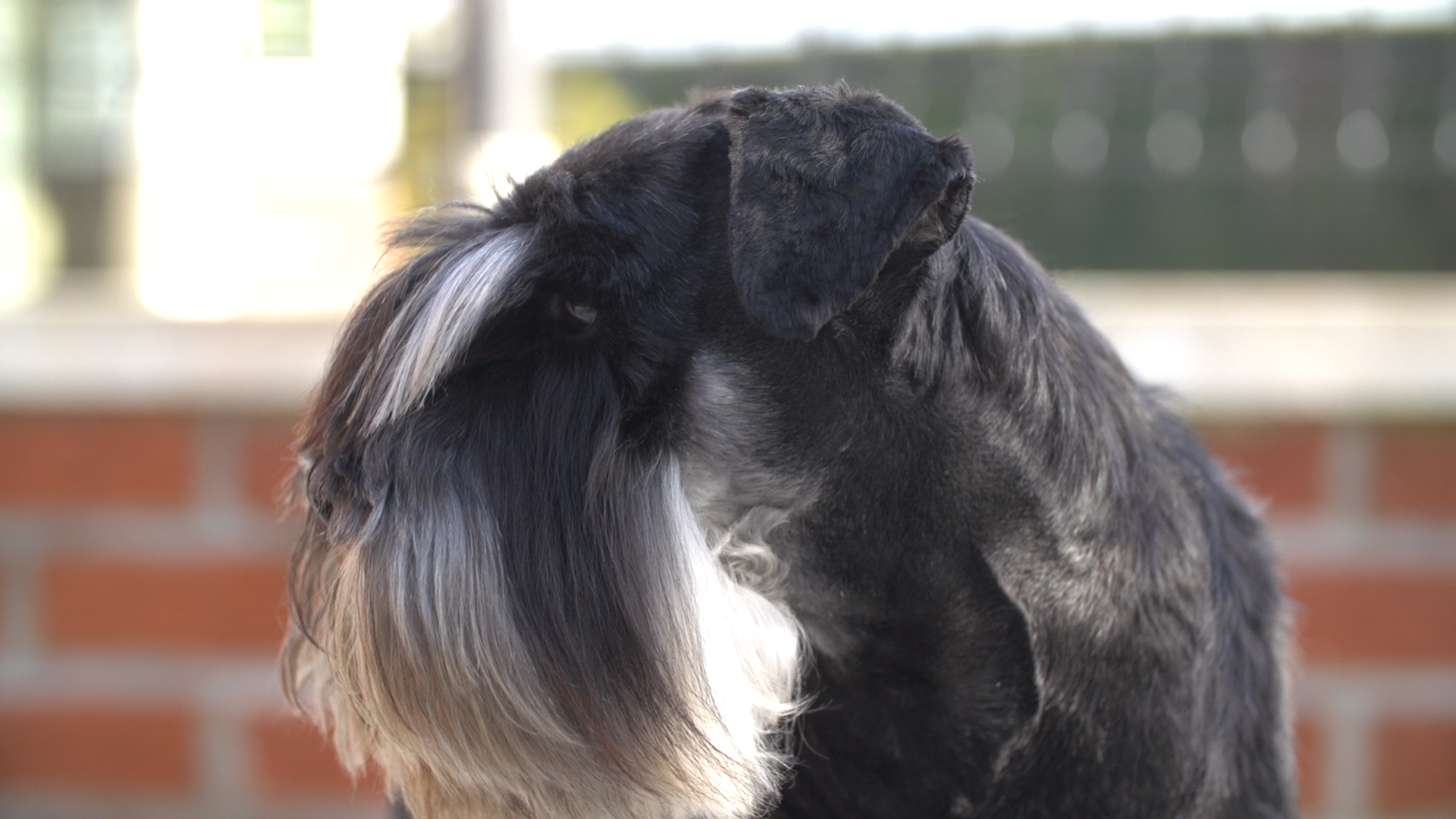 BAB_MINIATURE_SCHNAUZER.00_03_38_18.Still006[1] (2)