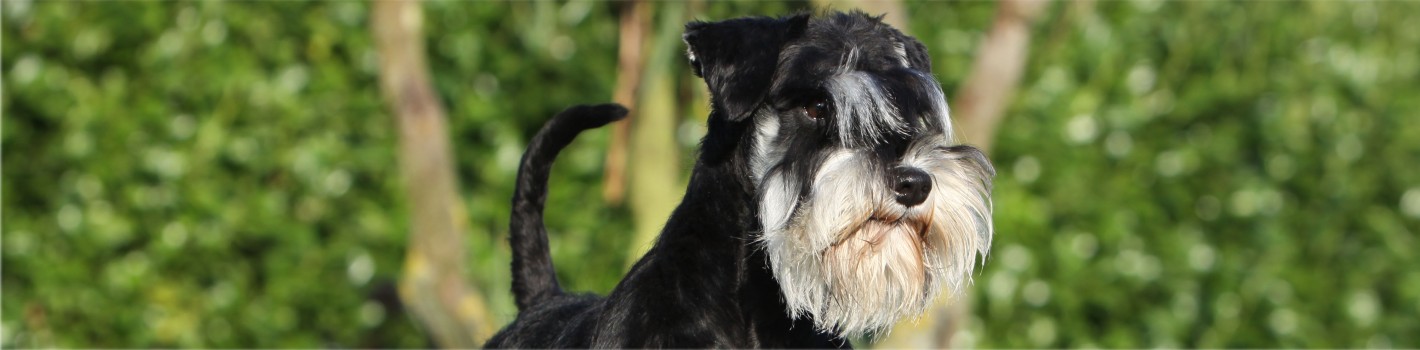 Les Schnauzers Du Mont D'El Gayette