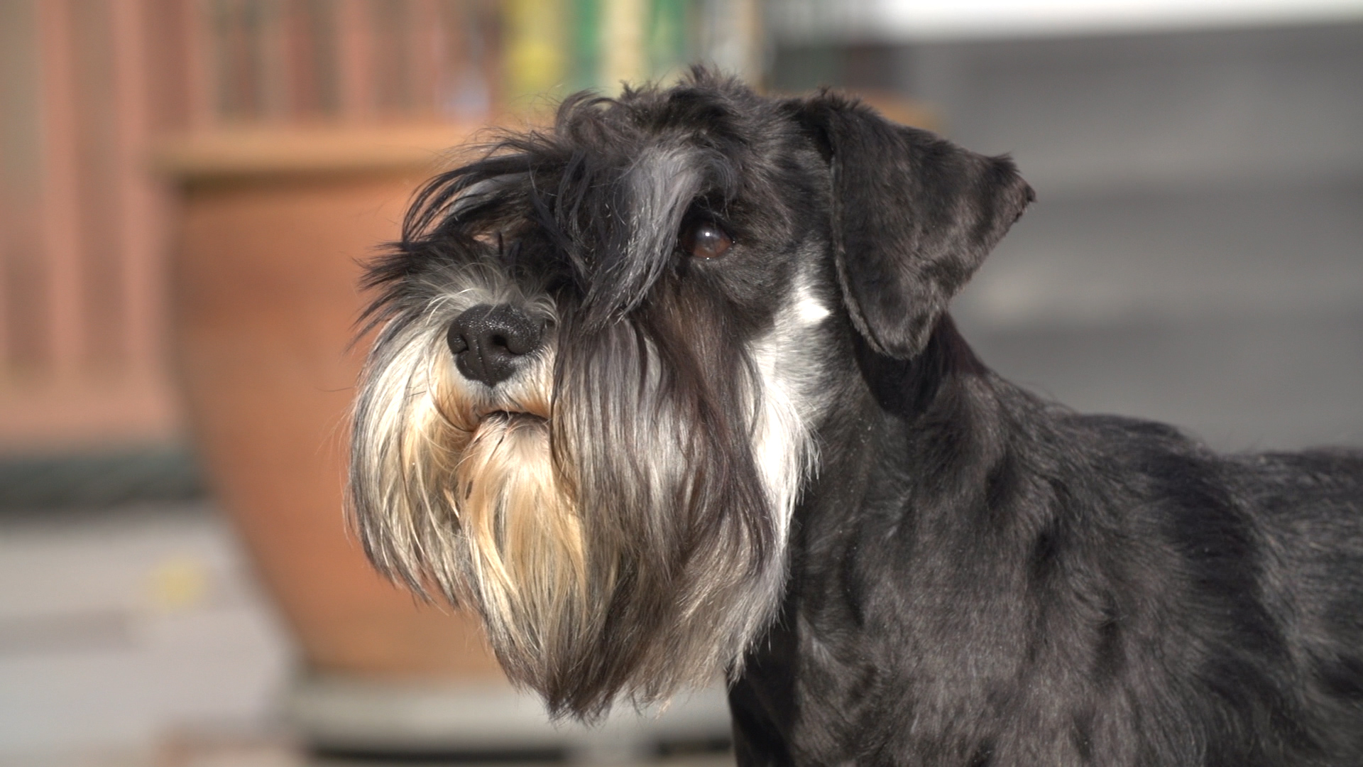 BAB_MINIATURE_SCHNAUZER.00_17_19_18.Still001[1]