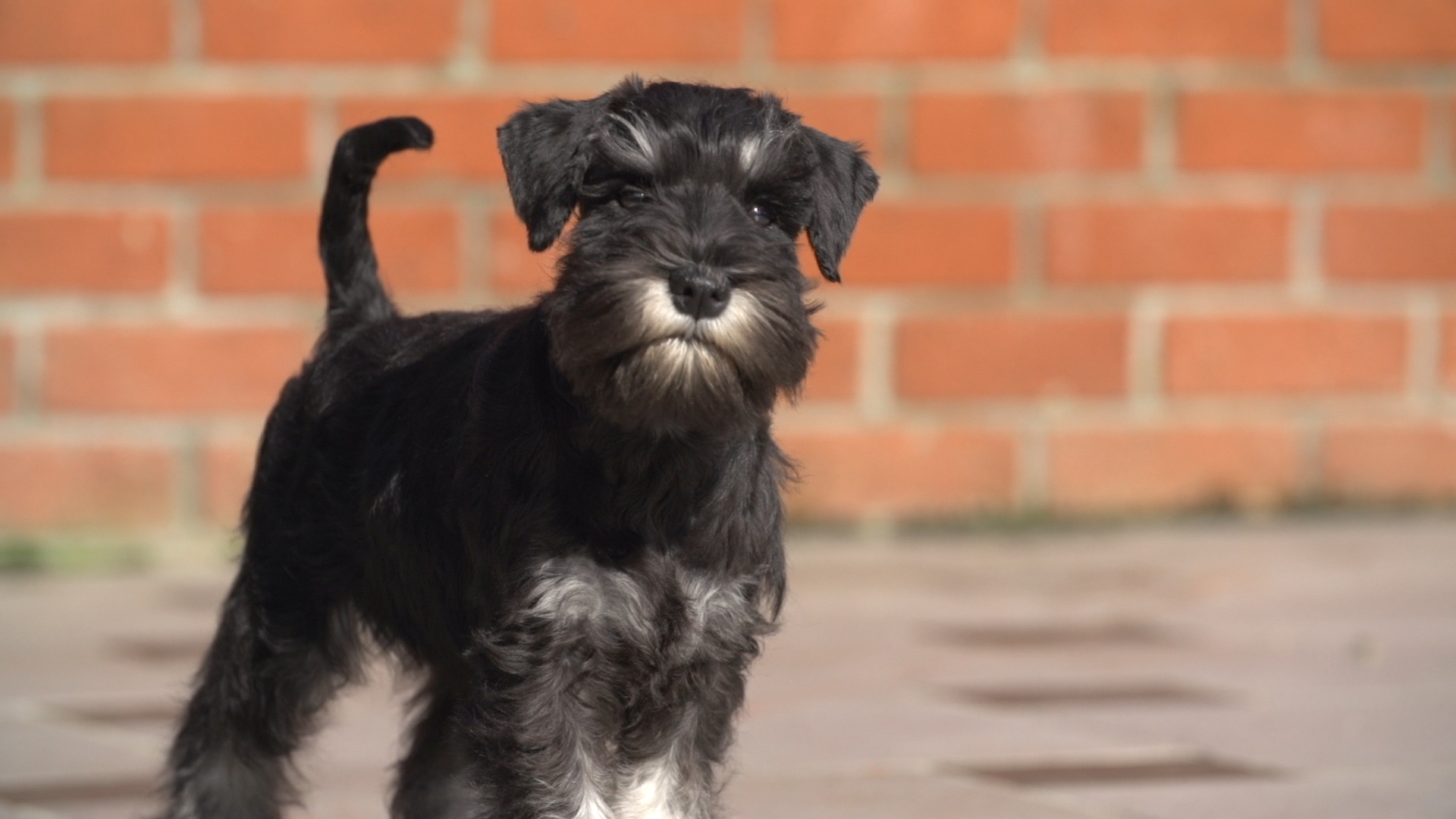 BAB_MINIATURE_SCHNAUZER.00_30_52_23.Still019[1]