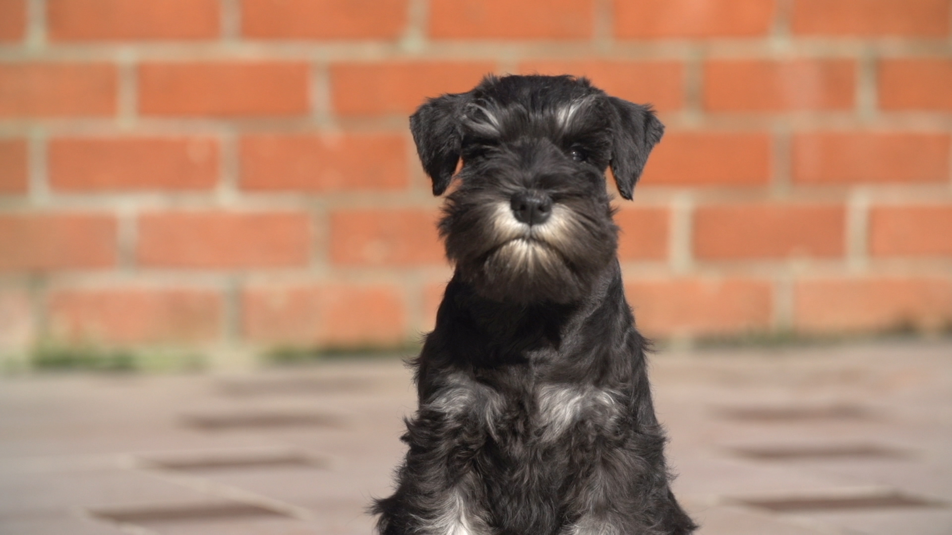 BAB_MINIATURE_SCHNAUZER.00_31_00_24.Still020[1]