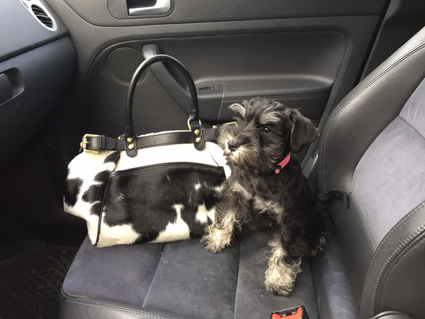 siteolly voiture